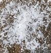 Eflorescencia